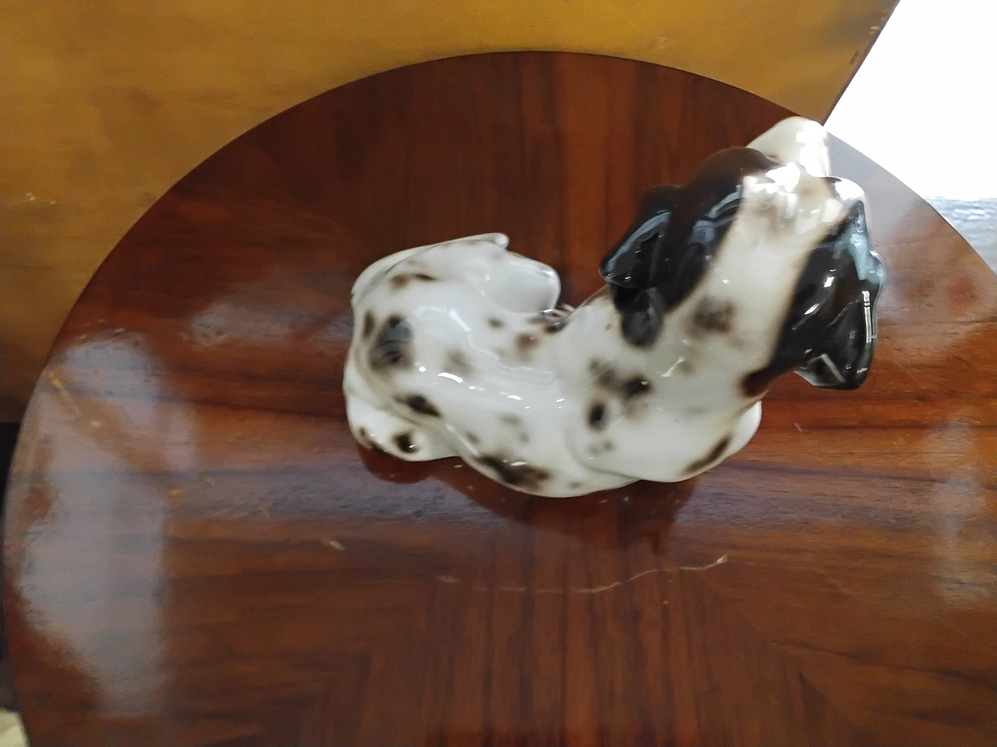 Dalmata