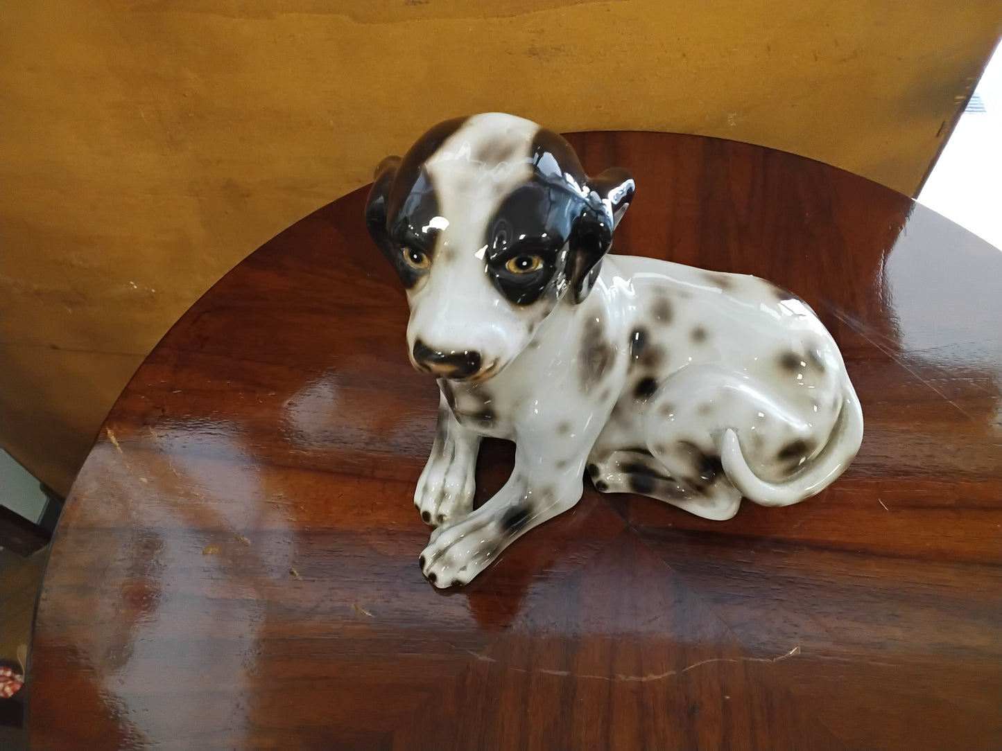 Dalmata